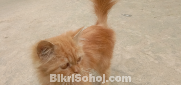 পার্শিয়ান বিড়াল